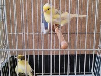 Alman Irkına Mensup Orijinal Çift Kuşumuz