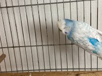 Hazır takım ve tek erkek şov jumbo muhabbet kuşu