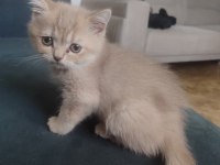 2 AYLIK BRITISH SHORTHAIR YAVRU