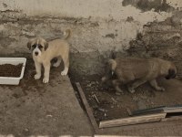 ÇİFT HARİKA KANGAL YAVRUSU