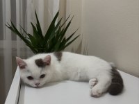 Cinnamon Harlyquin Nadir British