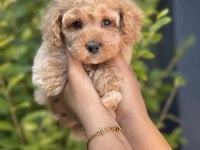 Orjinal Babyface Toy poodle yavrular