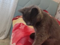 British shorthair annemiz 1 buçuk yaşında