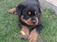 Rottweiler yavrularımız