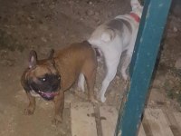 FRENCH BULLDOG ANNELER
