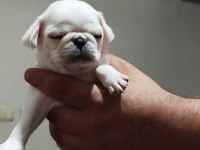 Egzotik White Pink pug mops