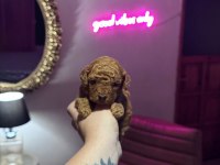 Müthiş kore poodle yavruları