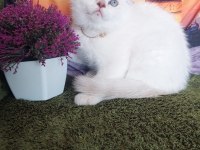 Daha güzel british shorthair yok