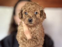TÜM TÜRKİYEYE TOY POODLE YAVRU