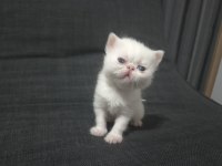 Erkek exotic shorthair kediler