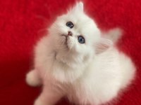 2 aylık yavru british shorthair safkan