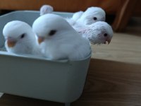 Jumbo albino kırmızı göz muhabbet kuşu yavruları