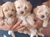 White terrier bebekler tatlımı tatlı