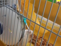 2 tane hamster kafes ile bir