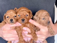 Safkan Kore bebekler toy poodle