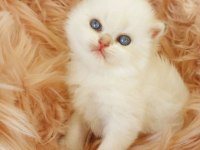 British shorthair ve british longhair erkek ve dişi