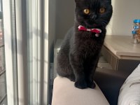 Siyah british shorthair