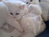 British longhair yavru