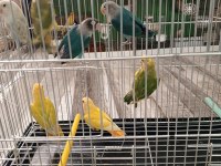 YAVRU CENNET VE SEVDA PAPAĞANI YAVRULARI