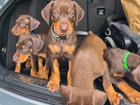 Evinizin Yeni Üyesi Doberman Kapıda Ödeme Vardır