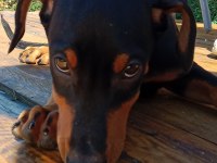 Asil siyah yavru doberman