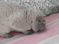 1 yaşında erkek british shorthair sahiplendirilecektir