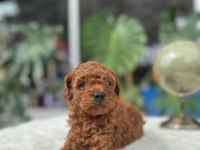 SAĞLIK VE IRK GARANTİLİ TOY POODLE