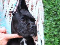 Fcı-Kıf Secereli Safkan Cane Corso