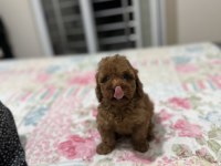 Dark red brown toy poodle yavrumuz