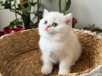 Üst Kalite British Shorthair