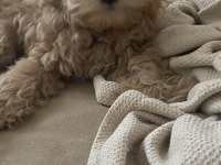 Maltipoo yavrumuz