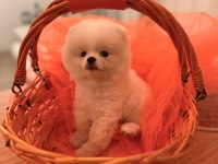 Baby Pomeranian Boo mini boy
