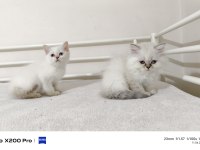 2 Aylık Longhair ve Shorthair Dişi Yavrular