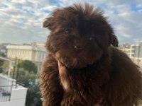 Maltipoo bebekler