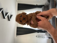 Sağlık garantili toy poodle kore