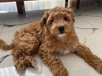 Maltipoo Dişi Yavru