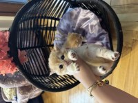 Ny 12 scottish fold yavrularımız