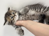 Orjinal ırkta, nadir bulunan bir cins british longhair