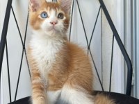 ODD EYE BOY İSADORE MAİNE COON