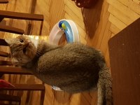 Efso ikiz kediler TRUFFLES ve OLLIE (beraber veya tek)