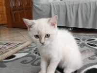 KALİTELİ ANNE VE BABADAN SAFKAN DİŞİ BRİTİSH YAVRULAR