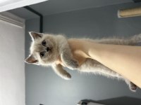 Blue Point Ve Lynx Point British Shorthair