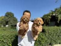 Toy Poodle Yavrularımız
