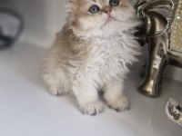British longhair golden kardeşler