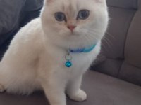 Acil bursa golden british shorthair erkek yavrular