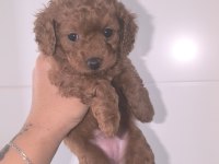 45 günlük toy poodle adana çukurova