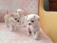 Şivava (chihuahua) yavrusu