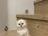 SCOTTISH FOLD LONGHAIR YAVRULARIM 