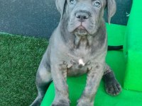 Muhteşem cane corso bebekler güvenli kapıya teslim