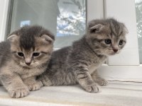 Scottish fold bebekler